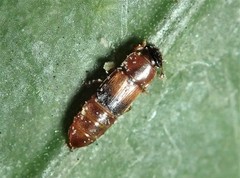 Brachypeplus