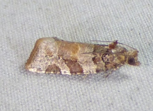 Kimball's Leafroller Moth photo 2