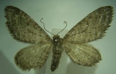 Eupithecia nimbicolor