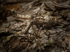 Ilacuris laticollis