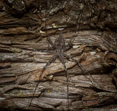 Tamopsis fickerti