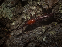 Euschizus internatus