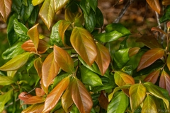 Endiandra muelleri bracteata