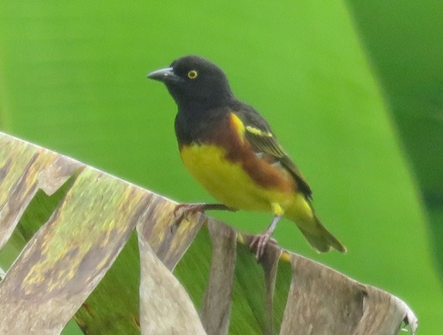 iNaturalist image