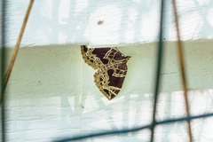 Gandaritis atricolorata