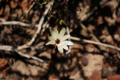 Dimorphotheca acutifolia