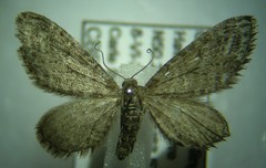 Eupithecia nimbicolor