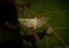 Hypolamprus ypsilon