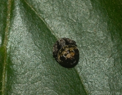 Araneus rotundulus