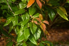 Endiandra muelleri bracteata