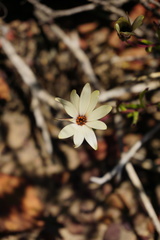 Dimorphotheca acutifolia