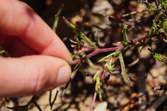 Dimorphotheca acutifolia