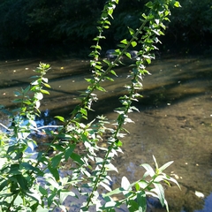Lythrum salicaria