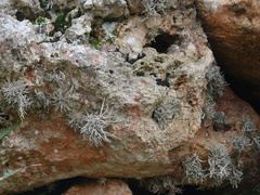 Roccella phycopsis