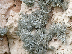 Roccella phycopsis