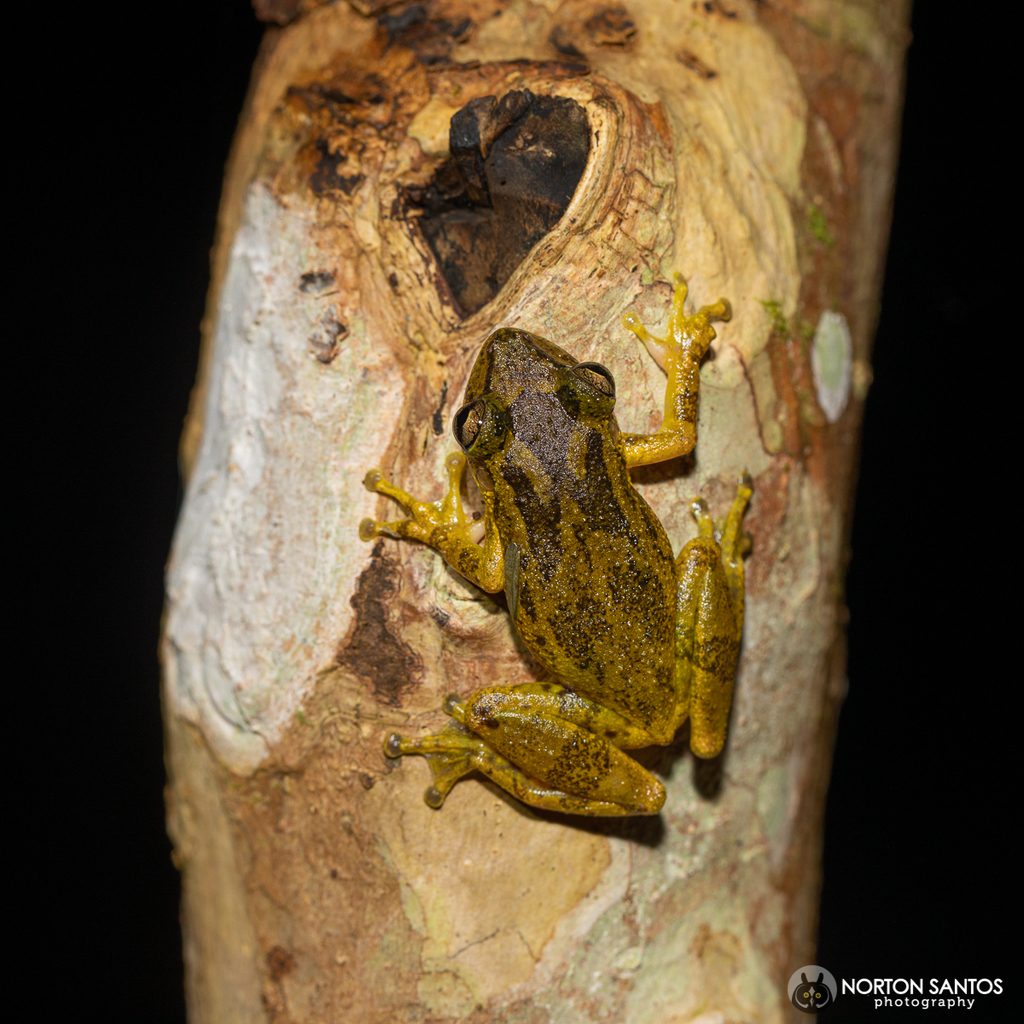Ribeirão Branco Snouted Tree Frog