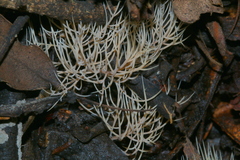 Pterula subulata