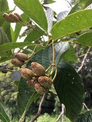 Blepharidium guatemalense