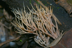 Pterula subulata