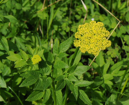 Dawson's angelica (Angelica dawsonii)