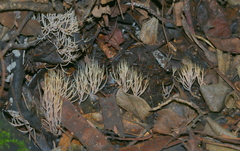 Pterula subulata