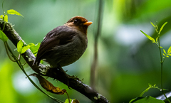 Grallaricula cucullata