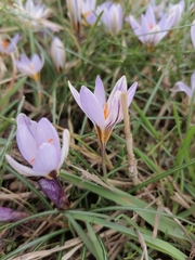 Crocus biflorus