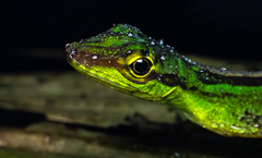 Anolis ventrimaculatus