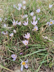 Crocus biflorus