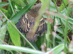 Ploceus cucullatus