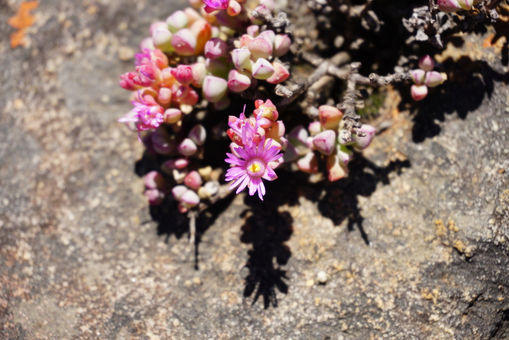 Oscularia piquetbergensis