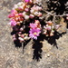 Oscularia piquetbergensis - Photo (c) Oliver Cowan, some rights reserved (CC BY-NC), uploaded by Oliver Cowan