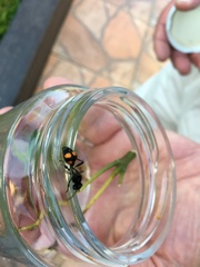 Traumatomutilla inermis