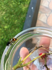 Traumatomutilla inermis