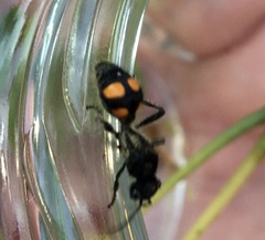 Traumatomutilla inermis