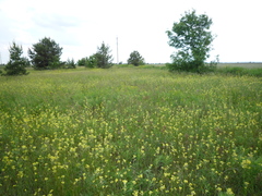 Sisymbrium polymorphum