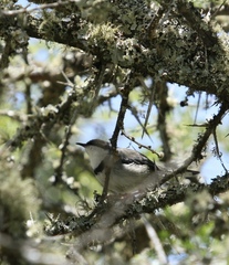 Apalis thoracica capensis