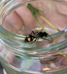 Traumatomutilla inermis