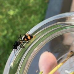 Traumatomutilla inermis