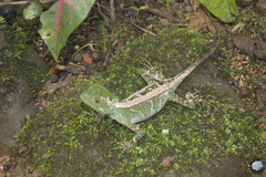 Enyalius iheringii