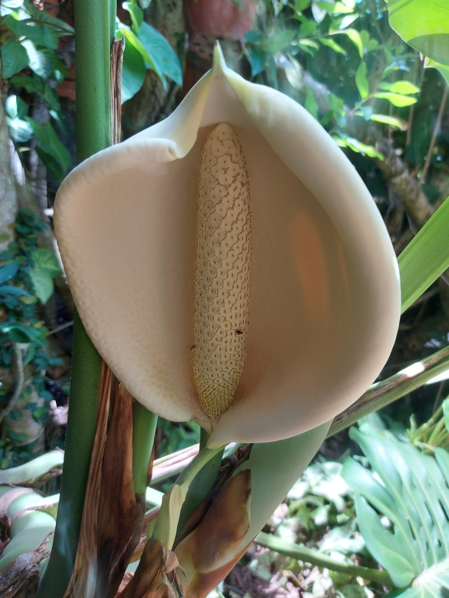 Monstera deliciosa