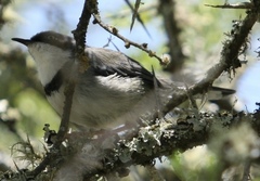 Apalis thoracica capensis