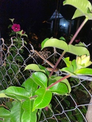 Leptodeira ashmeadii