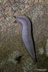 Meghimatium pictum
