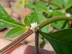 Alternanthera ficoidea