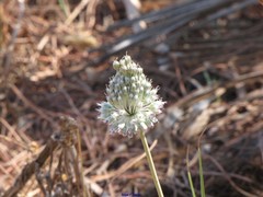 Allium sardoum