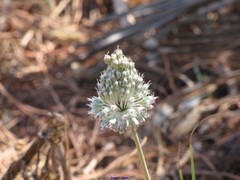 Allium sardoum