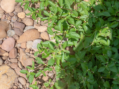 Alternanthera ficoidea