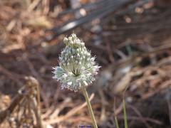 Allium sardoum