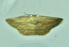 Campatonema lineata
